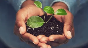 Hands supportively holding dirt and growing plant